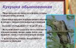Презентация «Перелетные птицы нашего края Повысился познавательный интерес у детей